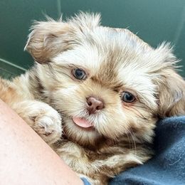 Santiago - Liver male Shih Tzu puppy in Jacksonville, Florida from Shih Tzus of Jacksonville