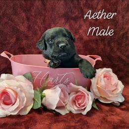 Aether - Black male Labrador Retriever puppy in Bemidji, Minnesota from Northern Star Elite Quality Labrador Retrievers
