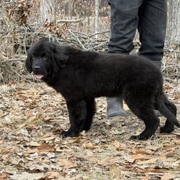 Boy 3 - male Newfoundland puppy in Falmouth, Michigan from Dyer Lake Newfoundland’s