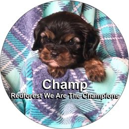 Cavalier King Charles Spaniel Puppies from Redwood Forest Cavaliers