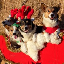 Pembroke Welsh Corgis from Springer's Corgis