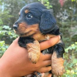 Enola - Black and tan female Dachshund puppy in Wake Forest, North Carolina from New Life Miniature Dachshunds