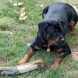 Rottweilers from Kristin Deras' Rottweilers
