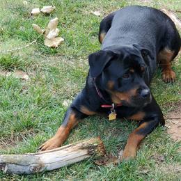 Rottweilers from Kristin Deras' Rottweilers