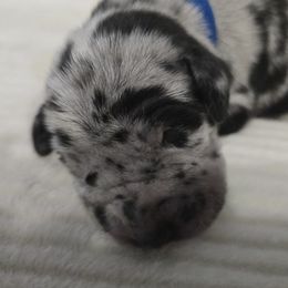 Achilles - Black collar - Merle male Great Dane puppy in Albany, Oregon from Red Cloud Australian Shepherds and DeGray Great Danes & Bulldogs