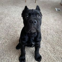 Cane Corso Puppies from Virtue Cane Corso