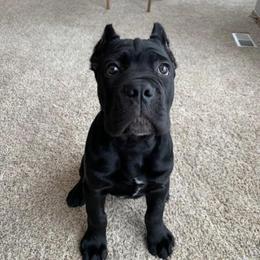Cane Corso Puppies from Virtue Cane Corso