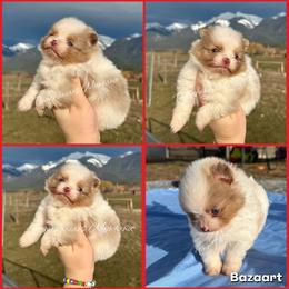 AKC Jinu - Chocolate merle male Pomeranian puppy in Saint Ignatius, Montana from Pomeranians Montana