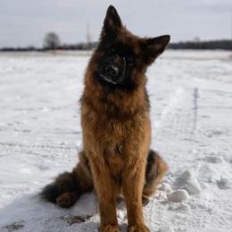 Faith - Black and red female German Shepherd puppy in Union City, Ohio from God’s Gifts German Shepherds