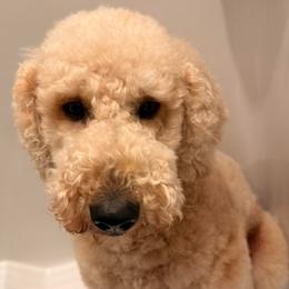 Maggie - Goldendoodle