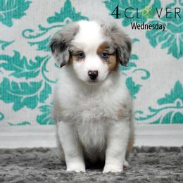 Wednesday - Blue merle female Miniature American Shepherd puppy in Carlisle, Pennsylvania from 4 Clovers Kennel