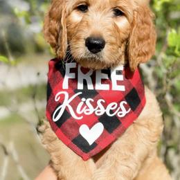 Goldendoodles and Poodles from Poodle Doodle Kennels
