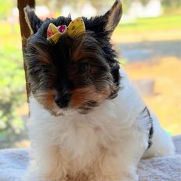 Willow  -  AKC small 4200 - Black tan and white female Biewer Terrier puppy in Douglas, Georgia from Heartland small breeds