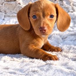 Mia - Red female Dachshund puppy in Farmington, Missouri from Eva Leas Pups
