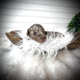 Alvin - Chocolate and white male Havapoo puppy in from Pink Poodles and Doodles