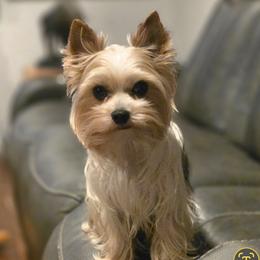 Yorkshire Terrier puppies from Tiny Paws Dachshunds, Yorkies & Dorkies