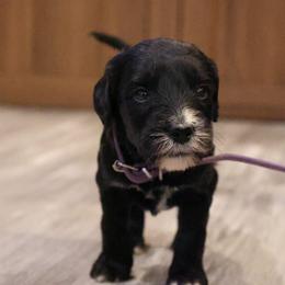 Solid black female - Black female Goldendoodle puppy in Vallejo, California from Well Rooted Doodles
