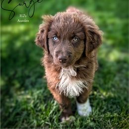 Surge - Red male Australian Shepherd puppy in Pomeroy, Ohio from HJ's Aussies