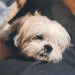 Lilli - Shih Tzu
