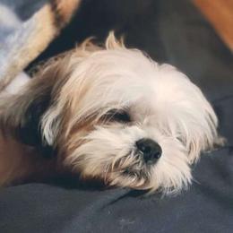 Lilli - Shih Tzu