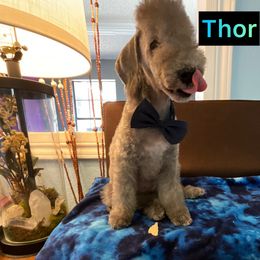 Bedlington Terrier Puppies from Dreamy Bedlingtons