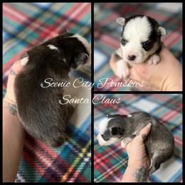 Santa Claus - Gray and white male Pomsky puppy in Rossville, Georgia from Scenic City Pomskies