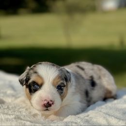 Ricotta - Blue merle female Australian Shepherd puppy in Beaverdam, Virginia from Cimmarun Farm Aussies