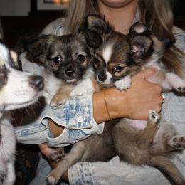 Luna - Chihuahua