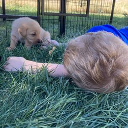 Labrador Retriever Puppies from Westbrook UK Labs