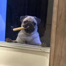Preslee - Pug