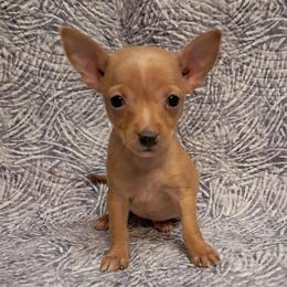 Rose - Gold female Chihuahua puppy in Branford, Florida from Mbjs Doxies and chihuahuas