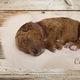 Poodle Puppies from Red Barn Moyen Poodles