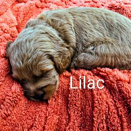 Lilac - Red  female Goldendoodle puppy in Red Oak, Iowa from Fisher Pups-Stay Golden with a Doodle