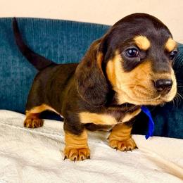 Sir Chocolate AKC - Chocolate and tan male Dachshund puppy in Crandall, Texas from The Weenie Hut LLC