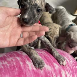Whippet Puppies from Sara's Whippets