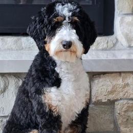 Opal - Bernedoodle