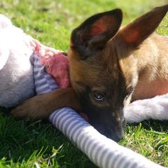 Belgian Malinois and Dutch Shepherds from Sublime Valor K9