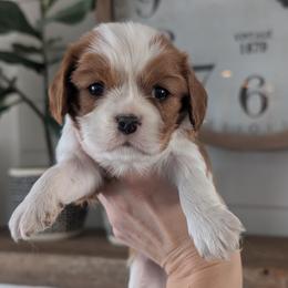 Louie - Blenheim male Cavalier King Charles Spaniel puppy in Stevens, Pennsylvania from Jodi's Cavalier King Charles Spaniels and Cavapoos