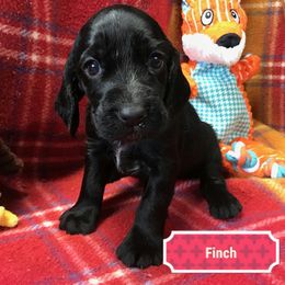 Finch - Black Field Spaniel puppy in California from Pridemark