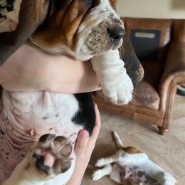 Basset Hound Puppies from Irish Acres Basset Hounds