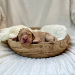 Tarragon - Cream female Labradoodle puppy in Newark, Ohio from Raising Doodles
