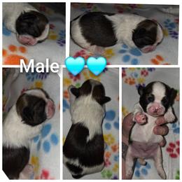 Male - Brindle male Shih Tzu puppy in Tucson, Arizona from Jocelyn DeMarco's Shih Tzus