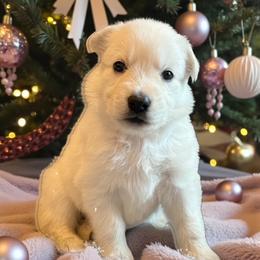 Pink Collar  (Macy) - White female Berger Blanc Suisse puppy in Rice Lake, Wisconsin from Windswept White Swiss Shepherds