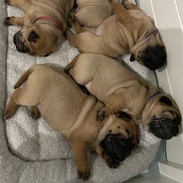 Chinese Shar-Pei puppies from Sunspire Shar-Pei