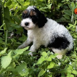 Sparrow - Black and white female Cavapoo puppy in Battle Lake, Minnesota from Panda Puppies