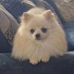 Cash - Pomeranian