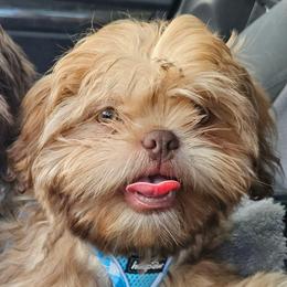 Judah - Shih Tzu