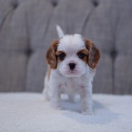 Cavalier King Charles Spaniel Puppies from Country View Cavaliers