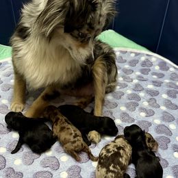 Assorted Doodle Crosses puppies from Huff Family Farm & Doodles