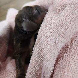 AKC Linus - Sable male Cocker Spaniel puppy in New Market, Tennessee from Down in the Holler